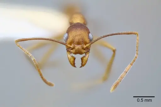 Pheidole granulata - CASENT0649589