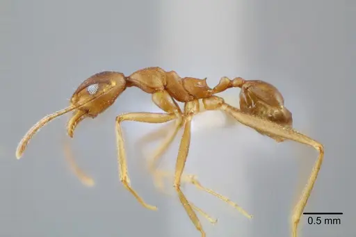 Pheidole granulata - CASENT0649589