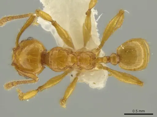 Pheidole gravida specimen