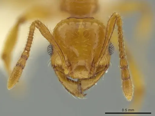 Pheidole gravida specimen