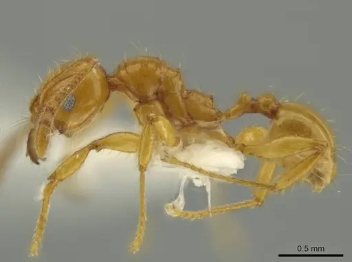 Pheidole gravida specimen