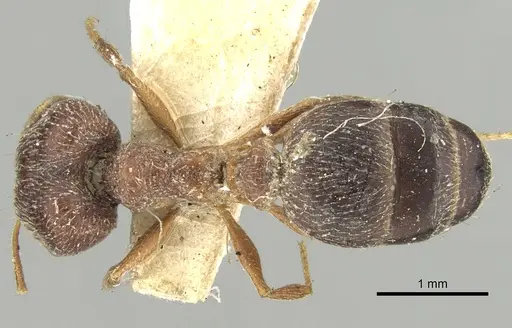 Pheidole grayi specimen