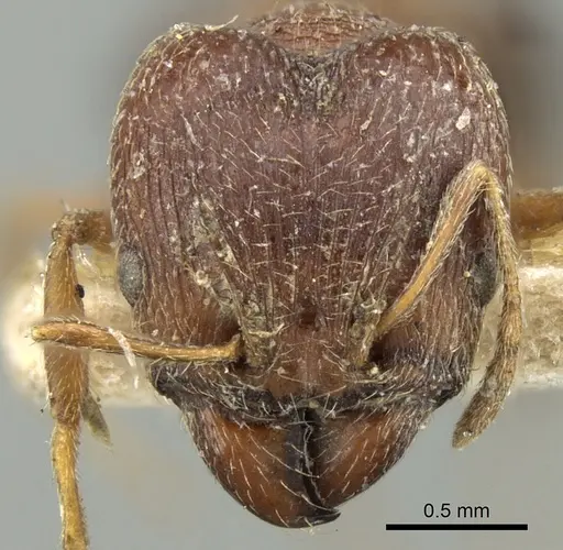 Pheidole grayi specimen