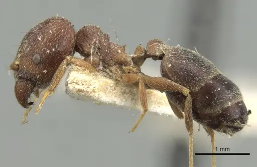 Pheidole grayi specimen
