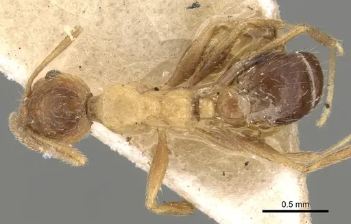 Pheidole grayi - CASENT0281637