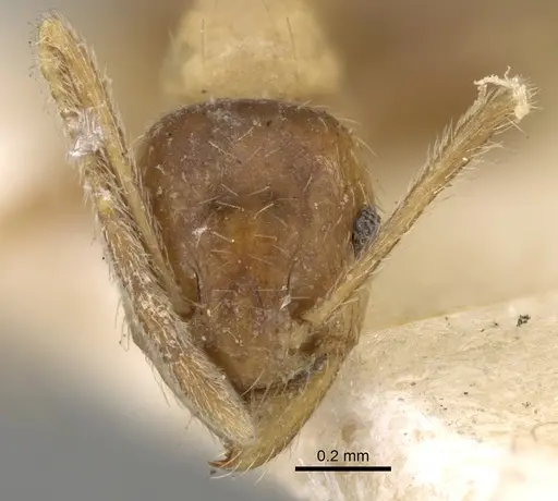 Pheidole grayi - CASENT0281637