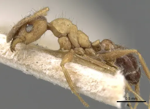 Pheidole grayi - CASENT0281637