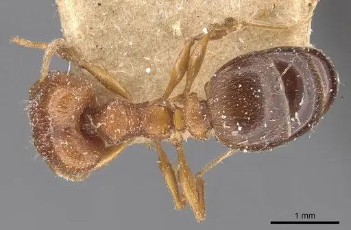 Pheidole grayi - CASENT0907881
