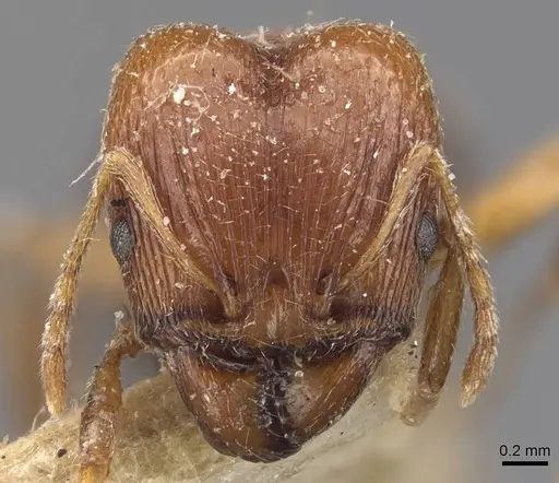 Pheidole grayi - CASENT0907881