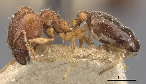Pheidole grayi - CASENT0907881