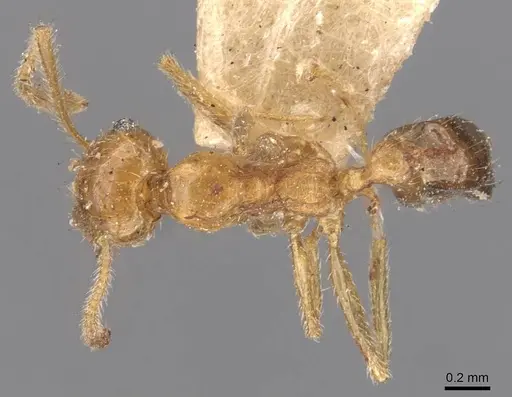 Pheidole grayi - CASENT0907882