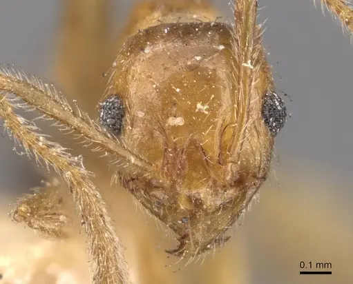 Pheidole grayi - CASENT0907882