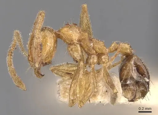 Pheidole grayi - CASENT0907882