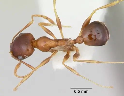Pheidole grundmanni specimen
