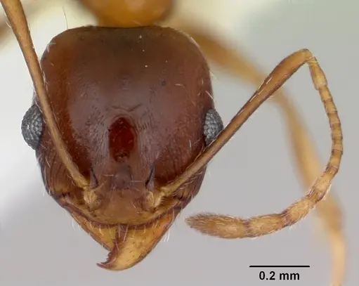 Pheidole grundmanni specimen