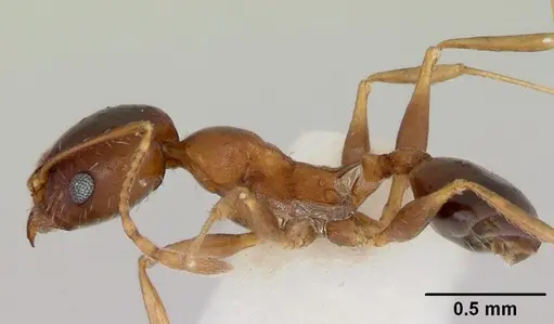 Pheidole grundmanni specimen