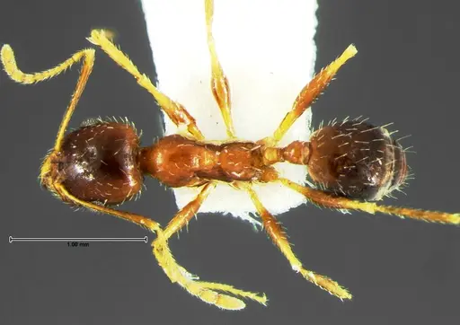 Pheidole grundmanni - CASENT0105646