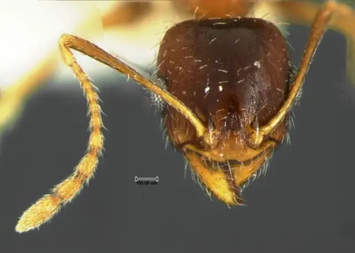Pheidole grundmanni - CASENT0105646