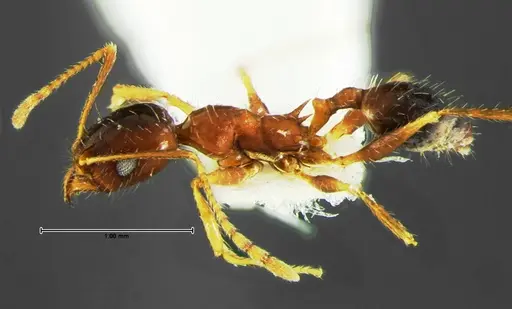 Pheidole grundmanni - CASENT0105646