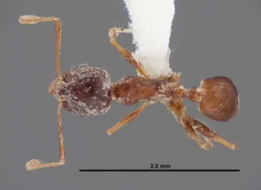 Pheidole grundmanni - FMNHINS0000062689