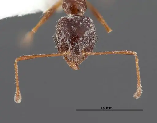 Pheidole grundmanni - FMNHINS0000062689