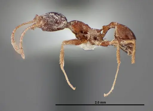 Pheidole grundmanni - FMNHINS0000062689