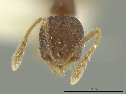 Pheidole guajirana specimen