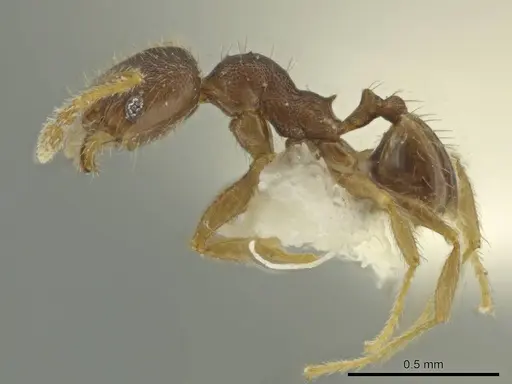Pheidole guajirana specimen