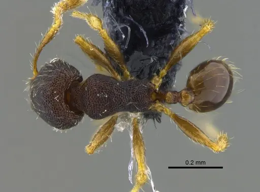 Pheidole guajirana - CBUMAGENT42071