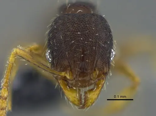 Pheidole guajirana - CBUMAGENT42071
