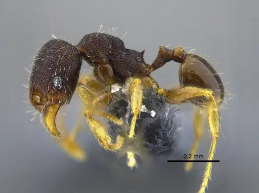 Pheidole guajirana - CBUMAGENT42071
