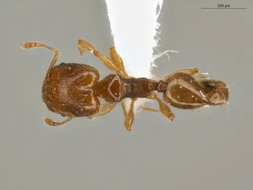 Pheidole guajirana - ECOFOG-IT14-0304-30-S