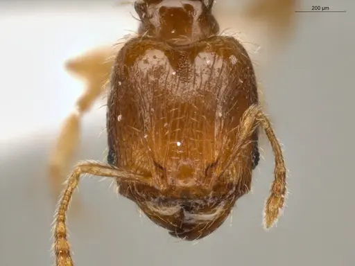 Pheidole guajirana - ECOFOG-IT14-0304-30-S