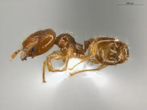 Pheidole guajirana - ECOFOG-IT14-0304-30-S