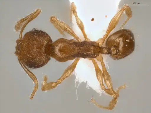 Pheidole guajirana - ECOFOG-IT14-0304-30