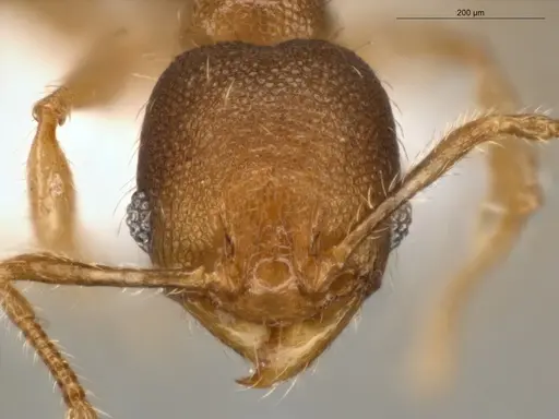 Pheidole guajirana - ECOFOG-IT14-0304-30