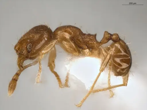 Pheidole guajirana - ECOFOG-IT14-0304-30