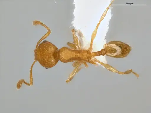 Pheidole guajirana - ECOFOG-IT14-0431-49