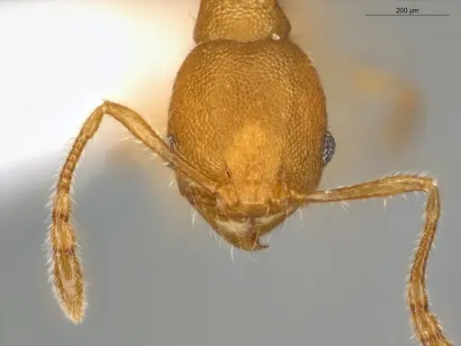 Pheidole guajirana - ECOFOG-IT14-0431-49