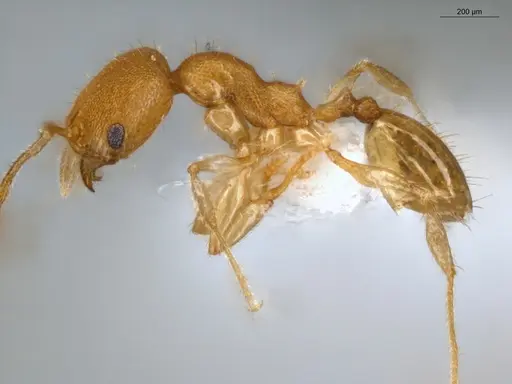 Pheidole guajirana - ECOFOG-IT14-0431-49