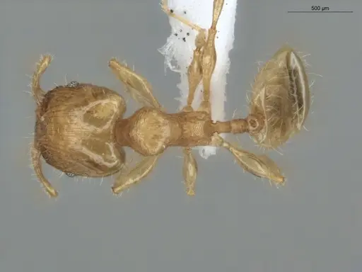 Pheidole guajirana - ECOFOG-MI15-0396-07-S