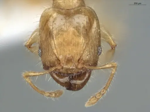 Pheidole guajirana - ECOFOG-MI15-0396-07-S