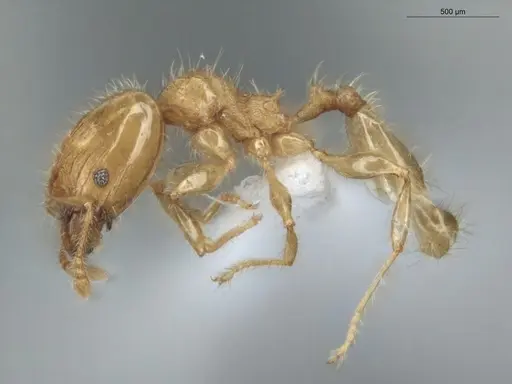 Pheidole guajirana - ECOFOG-MI15-0396-07-S