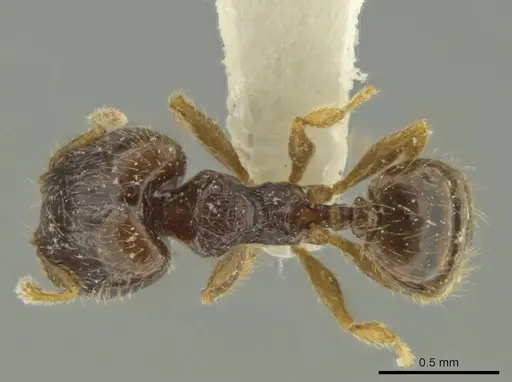 Pheidole guajirana - JTLC000016394