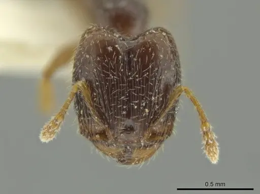 Pheidole guajirana - JTLC000016394