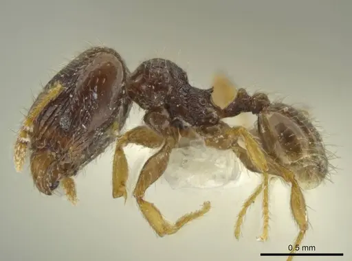 Pheidole guajirana - JTLC000016394