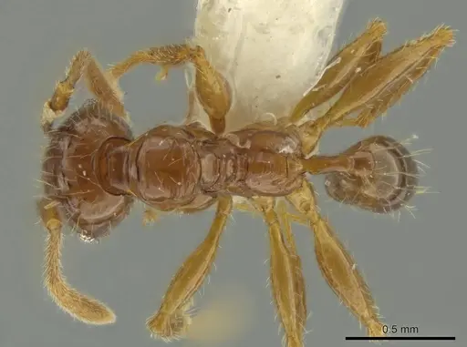 Pheidole guayasana specimen