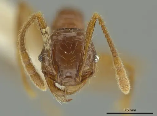 Pheidole guayasana specimen