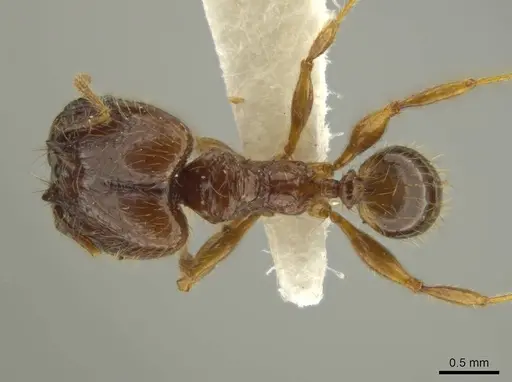 Pheidole guayasana - JTLC000016395
