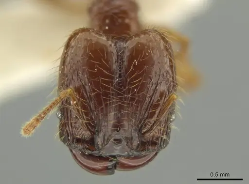 Pheidole guayasana - JTLC000016395